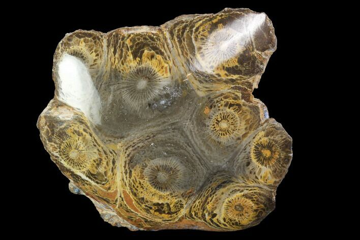 Polished Fossil Coral (Actinocyathus) - Morocco #100644